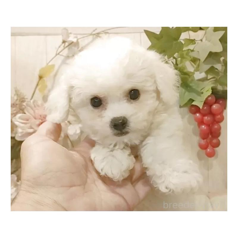 販売中の愛知県のビションフリーゼ-420439の10枚目