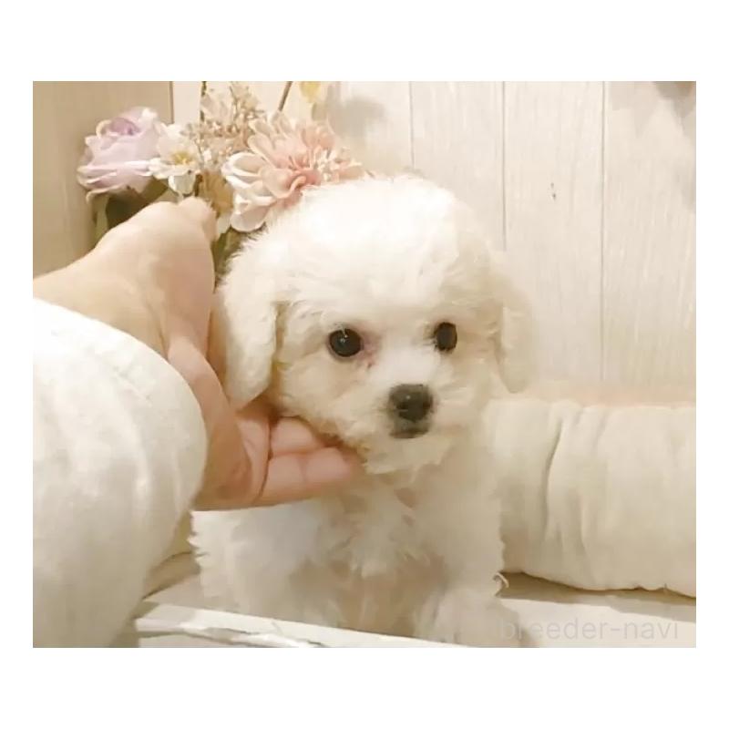 販売中の愛知県のビションフリーゼ-420439の9枚目