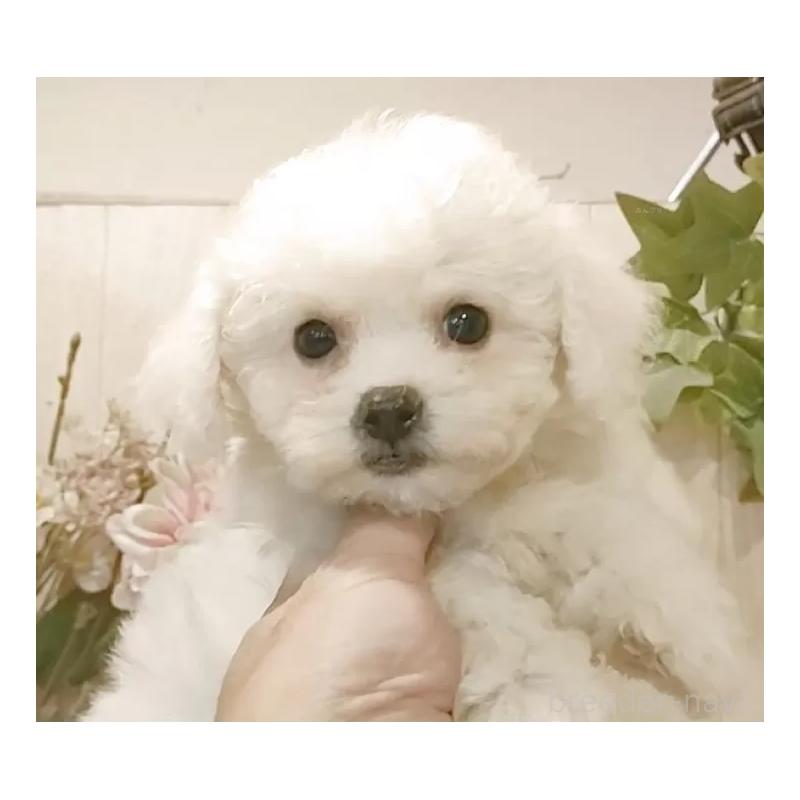 販売中の愛知県のビションフリーゼ-420439の8枚目