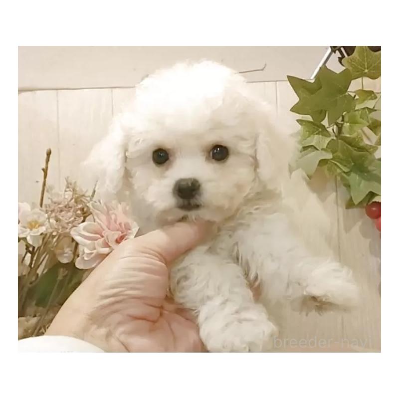 販売中の愛知県のビションフリーゼ-420439の7枚目