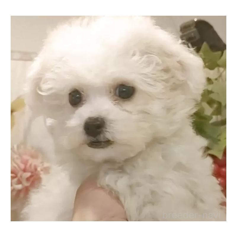 販売中の愛知県のビションフリーゼ-420439の6枚目