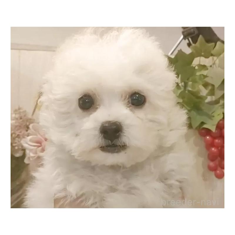 販売中の愛知県のビションフリーゼ-420439の5枚目