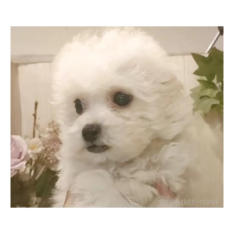 販売中の愛知県のビションフリーゼ-420439の4枚目