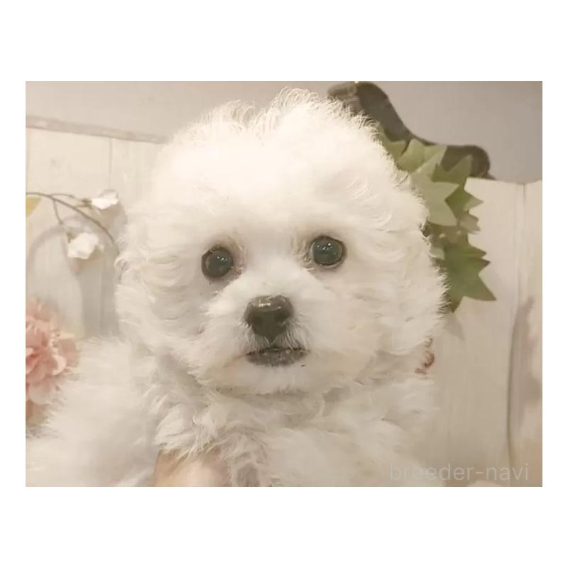 販売中の愛知県のビションフリーゼ-420439の3枚目