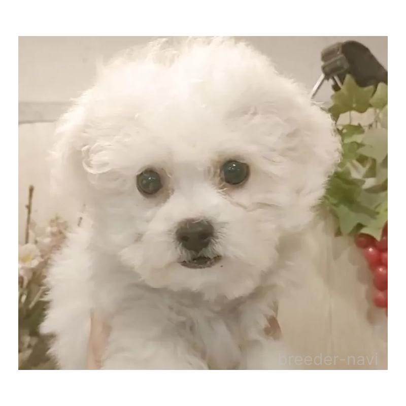 販売中の愛知県のビションフリーゼ-420439の2枚目