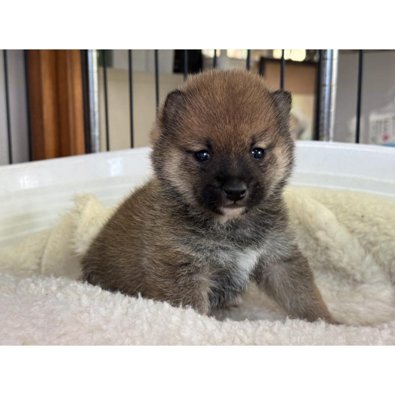 販売中の岡山県の豆柴-428990の5枚目