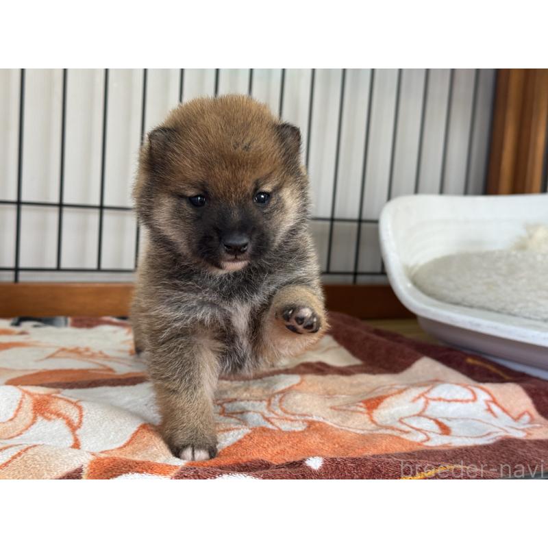 販売中の岡山県の豆柴-428990の4枚目