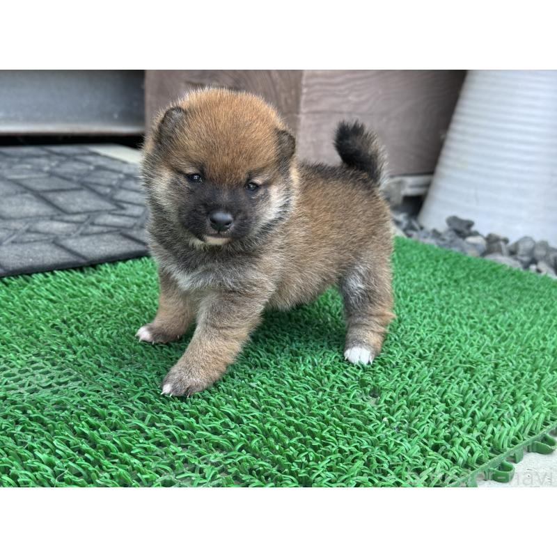 販売中の岡山県の豆柴-428990の3枚目