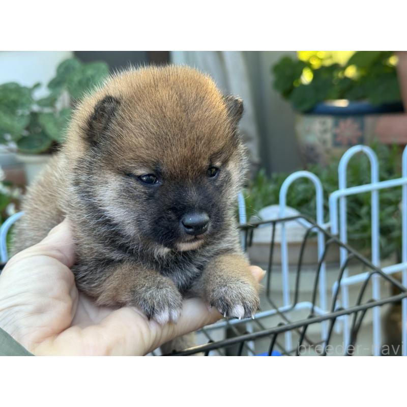 販売中の岡山県の豆柴-428990の2枚目