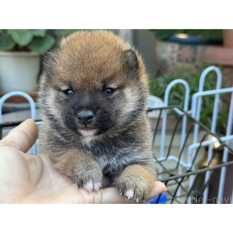 販売中の岡山県の豆柴-428990