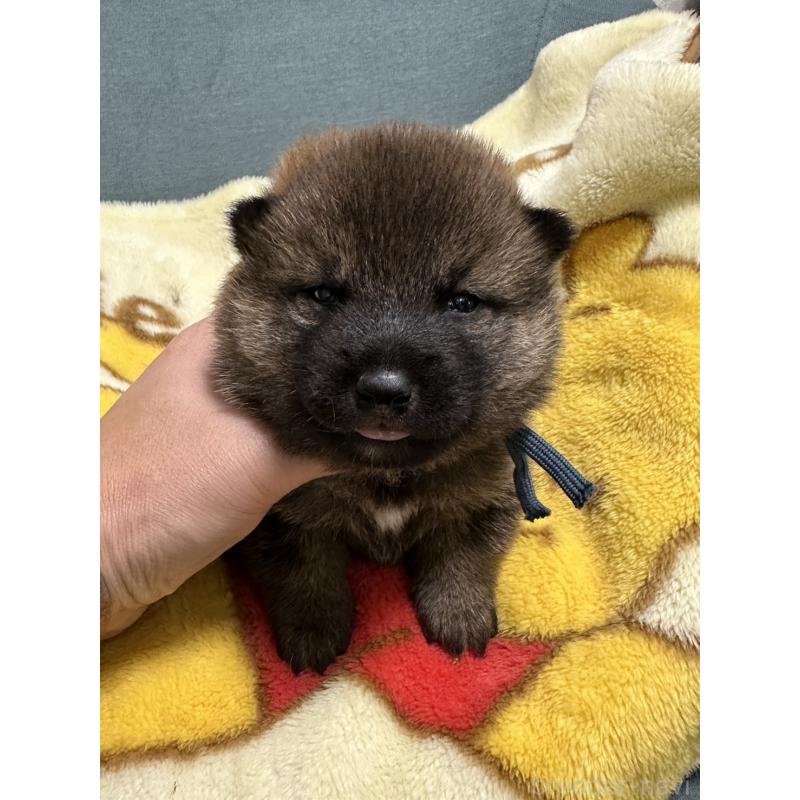 販売中の岡山県の柴犬-428991