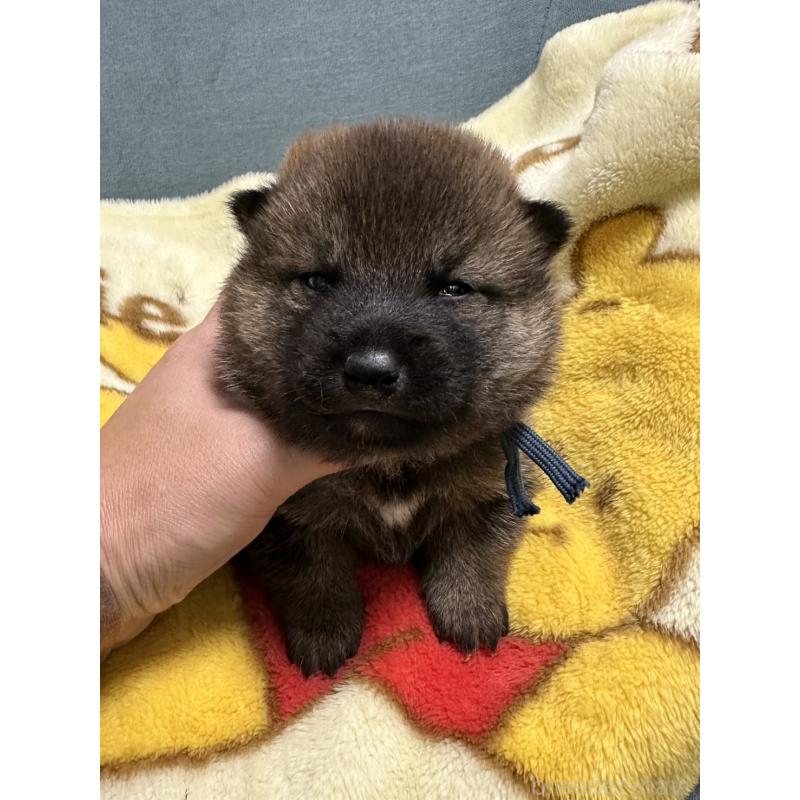 販売中の岡山県の柴犬-428991の6枚目