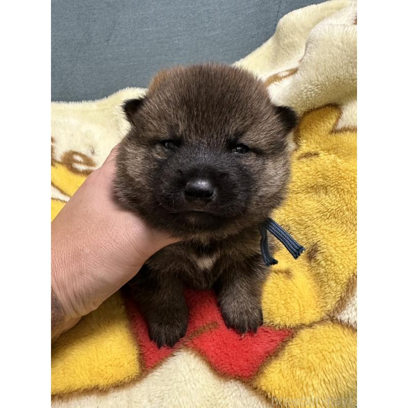 販売中の岡山県の柴犬-428991の5枚目