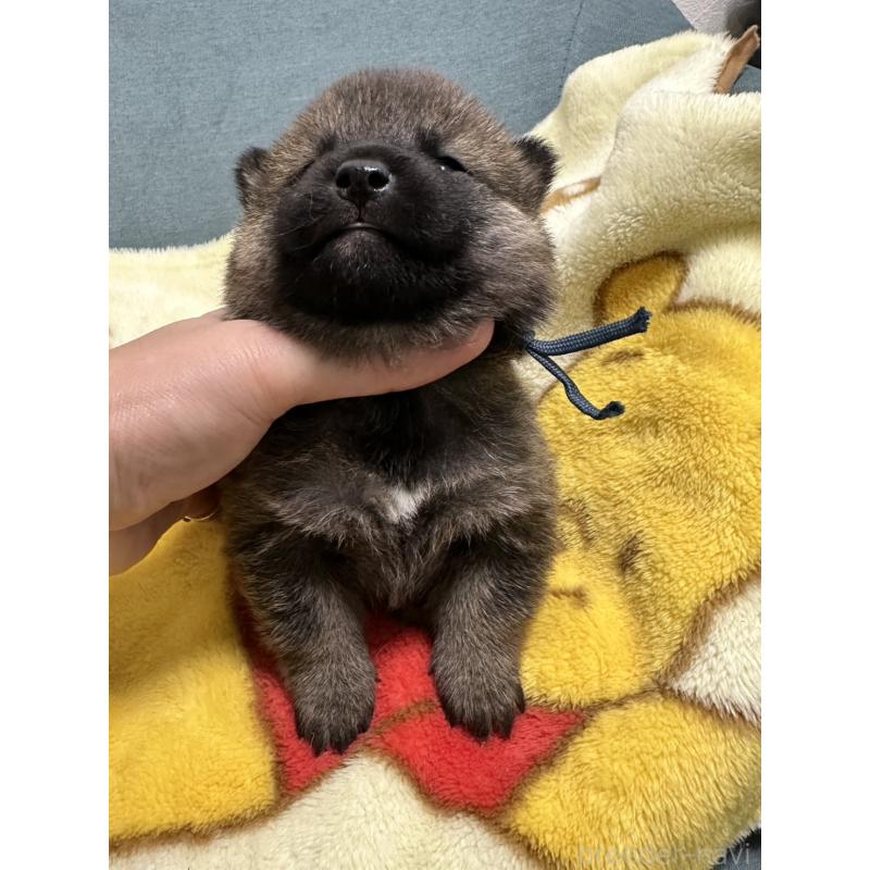 販売中の岡山県の柴犬-428991の3枚目