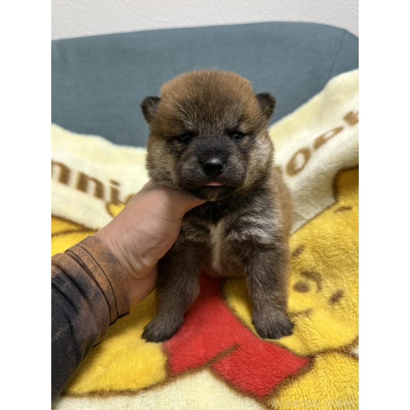 販売中の岡山県の柴犬-428992の7枚目