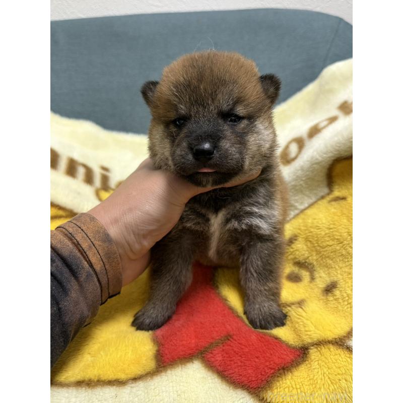 販売中の岡山県の柴犬-428992