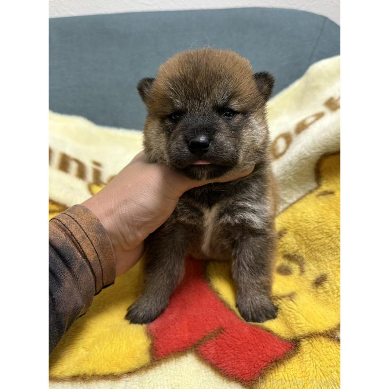 販売中の岡山県の柴犬-428992の6枚目