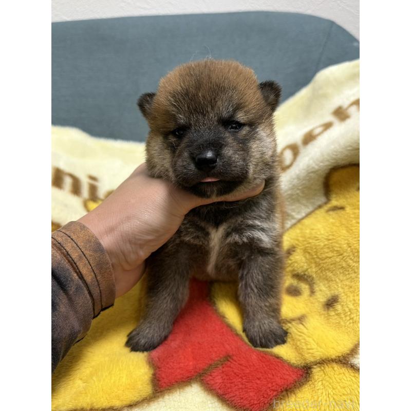 販売中の岡山県の柴犬-428992の5枚目