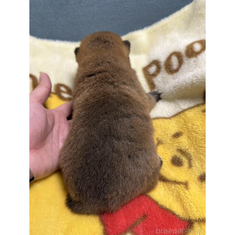 販売中の岡山県の柴犬-428992の4枚目