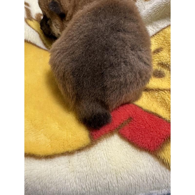 販売中の岡山県の柴犬-428992の3枚目