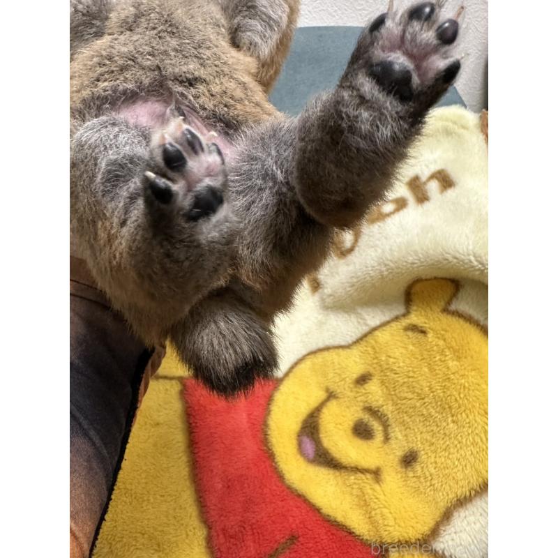 販売中の岡山県の柴犬-428992の2枚目