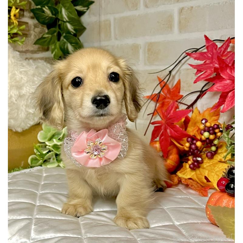 成約済の愛知県のミニチュアダックスフンド(ロングヘアード)-420728の8枚目