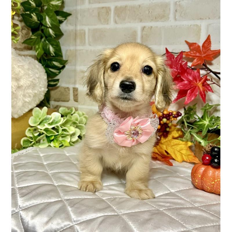 成約済の愛知県のミニチュアダックスフンド(ロングヘアード)-420728の7枚目