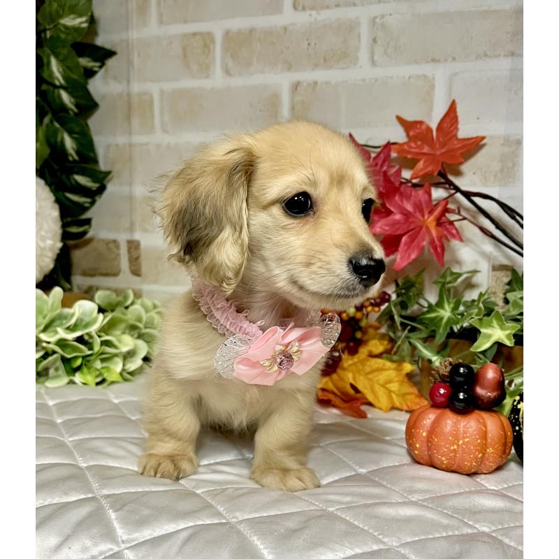 成約済の愛知県のミニチュアダックスフンド(ロングヘアード)-420728の6枚目