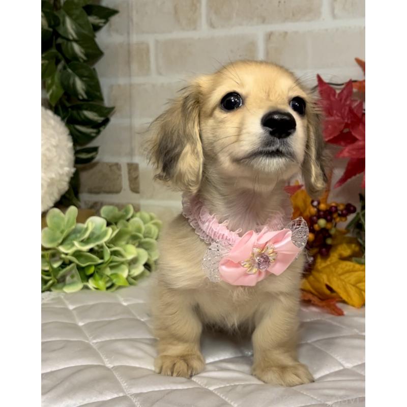 成約済の愛知県のミニチュアダックスフンド(ロングヘアード)-420728の5枚目