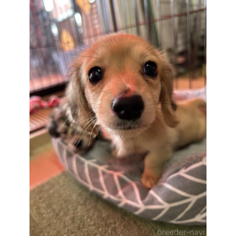 成約済の愛知県のミニチュアダックスフンド(ロングヘアード)-420728の3枚目