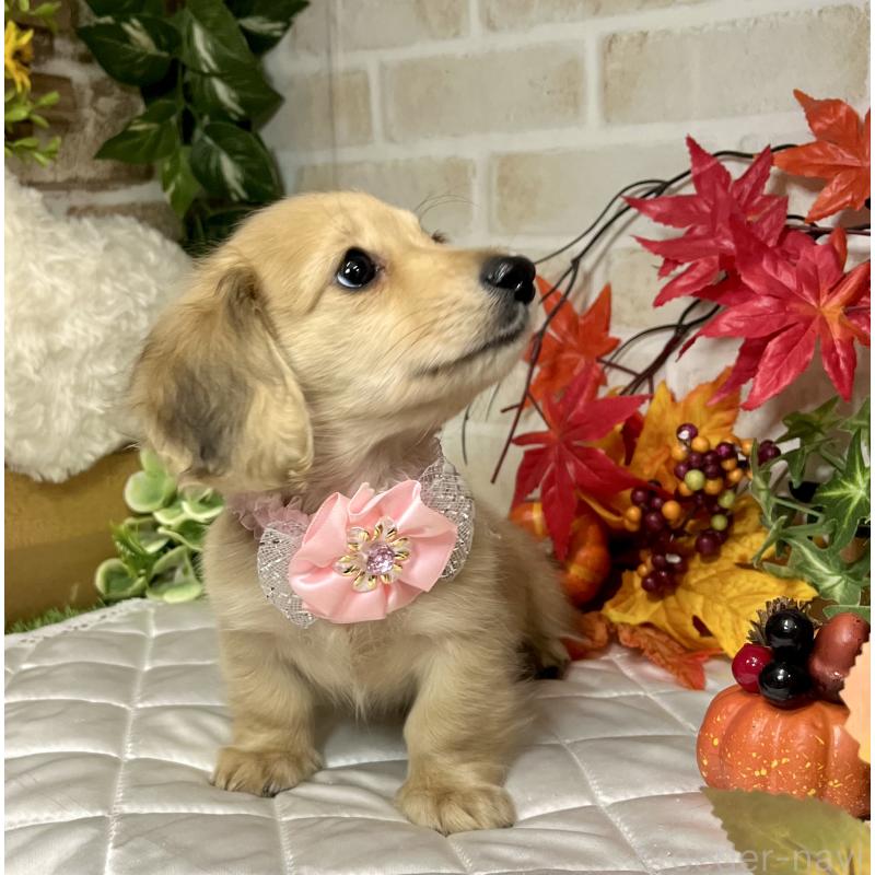 成約済の愛知県のミニチュアダックスフンド(ロングヘアード)-420728の2枚目