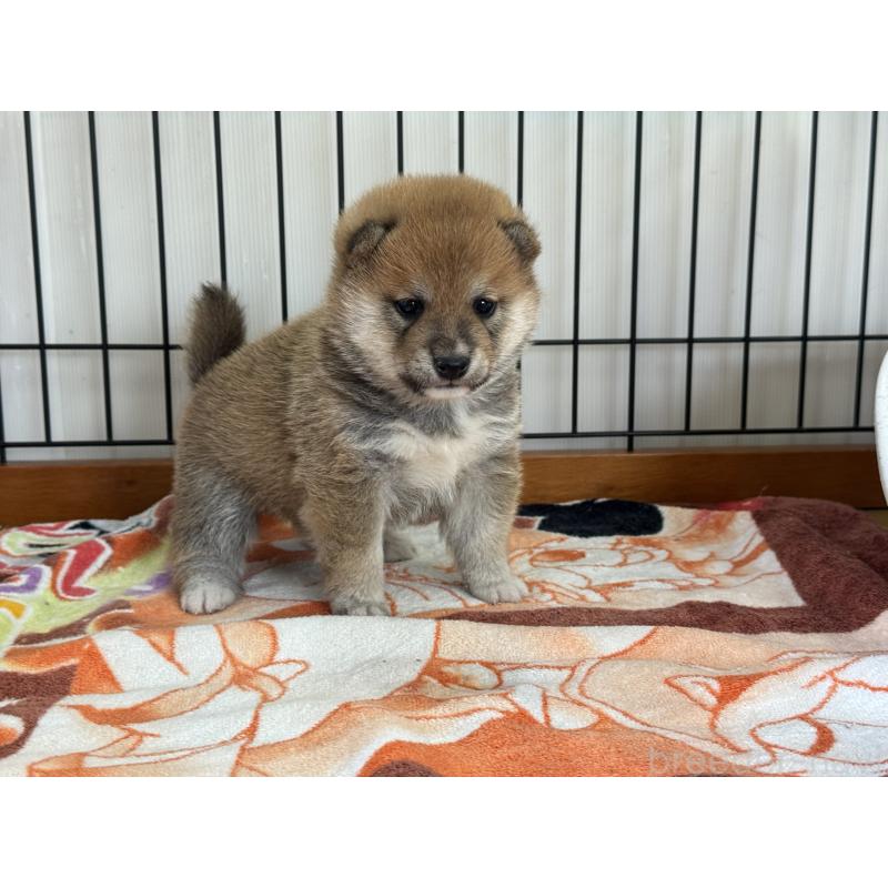 販売中の岡山県の豆柴-428993の5枚目