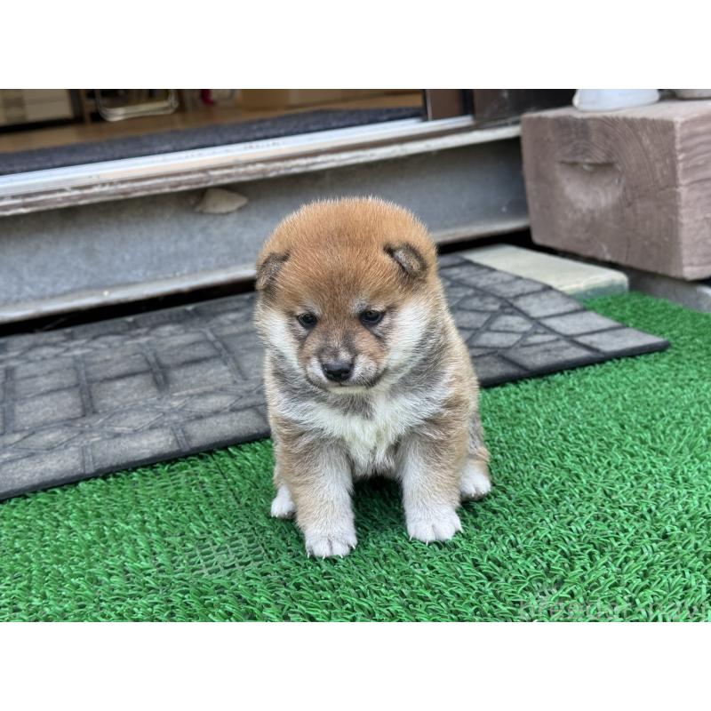 販売中の岡山県の豆柴-428993の4枚目