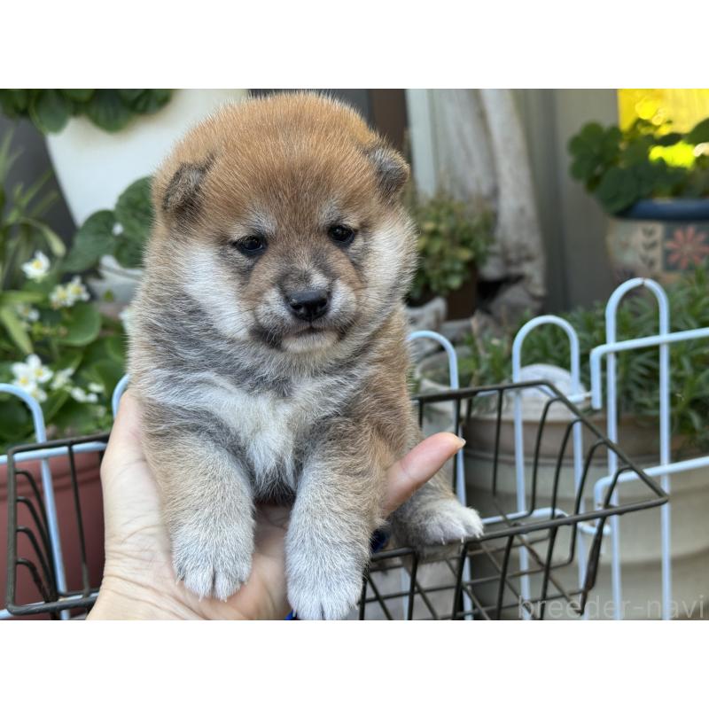 販売中の岡山県の豆柴-428993の3枚目