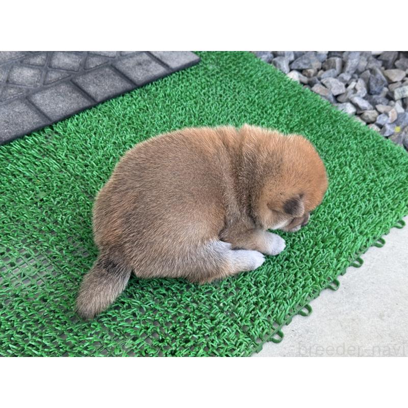 販売中の岡山県の豆柴-428993の2枚目