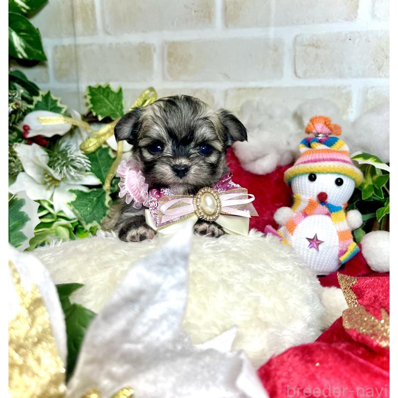 成約済の愛知県のチワマル:チワワ×マルチーズ-425843の11枚目