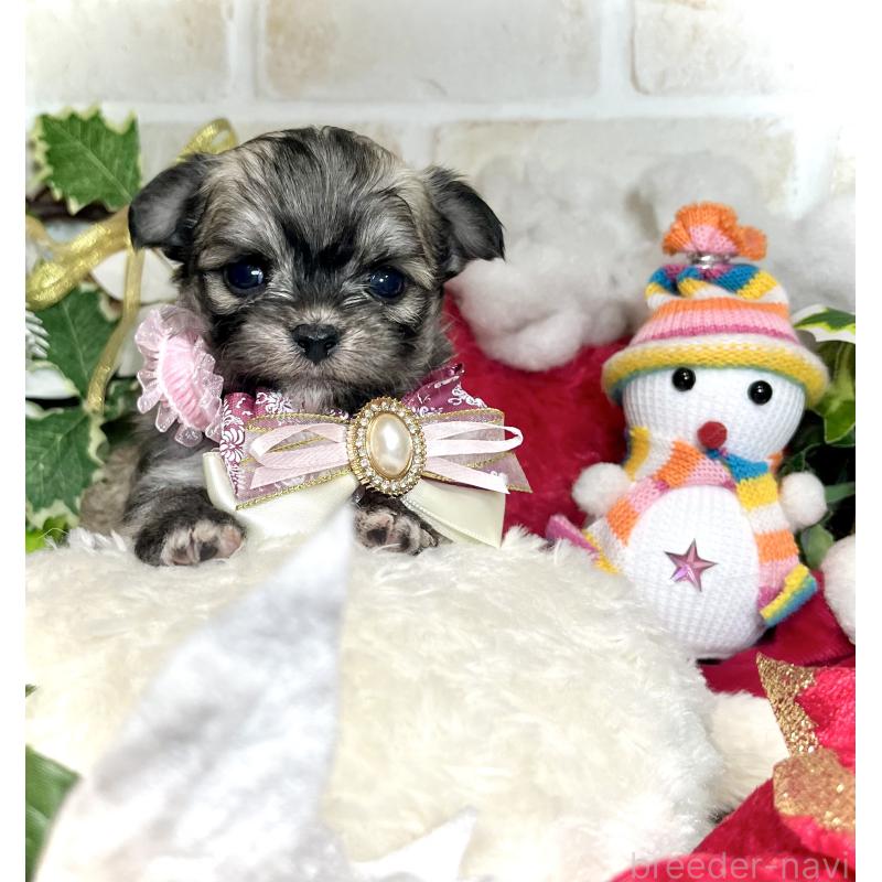 成約済の愛知県のチワマル:チワワ×マルチーズ-425843の10枚目