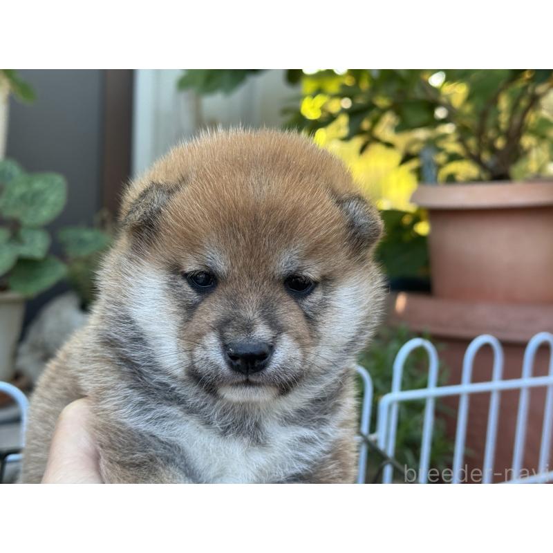 販売中の岡山県の豆柴-428993の1枚目