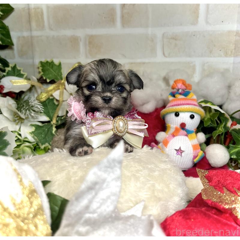 成約済の愛知県のチワマル:チワワ×マルチーズ-425843の9枚目