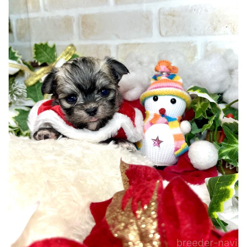 成約済の愛知県のチワマル:チワワ×マルチーズ-425843の8枚目