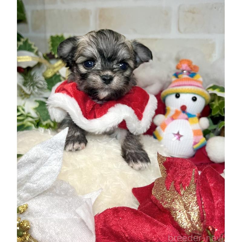 成約済の愛知県のチワマル:チワワ×マルチーズ-425843の6枚目