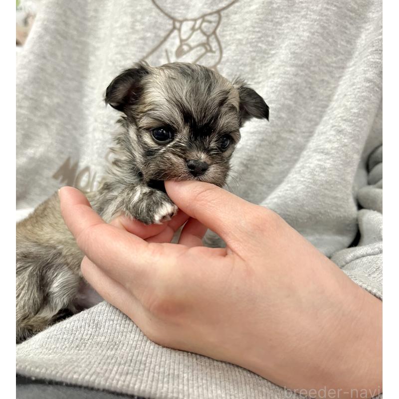 成約済の愛知県のチワマル:チワワ×マルチーズ-425843の5枚目