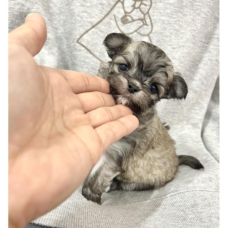 成約済の愛知県のチワマル:チワワ×マルチーズ-425843の4枚目