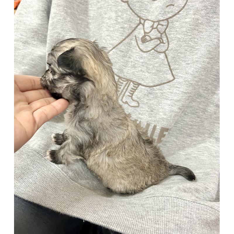 成約済の愛知県のチワマル:チワワ×マルチーズ-425843の3枚目