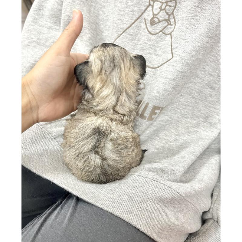 成約済の愛知県のチワマル:チワワ×マルチーズ-425843の2枚目