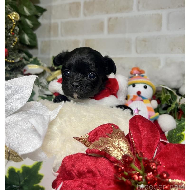 成約済の愛知県のチワマル:チワワ×マルチーズ-425834の9枚目