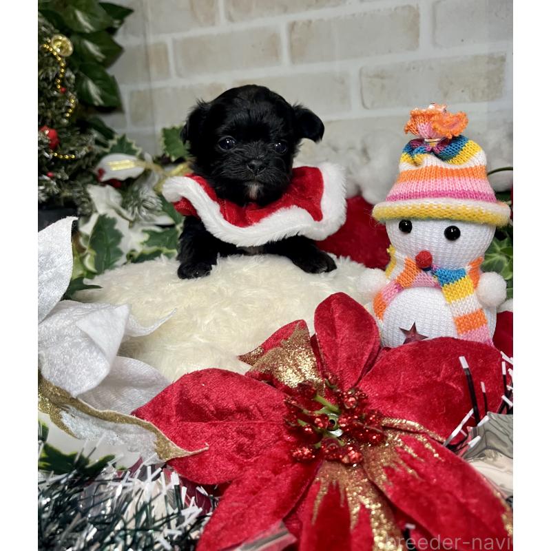 成約済の愛知県のチワマル:チワワ×マルチーズ-425834の8枚目