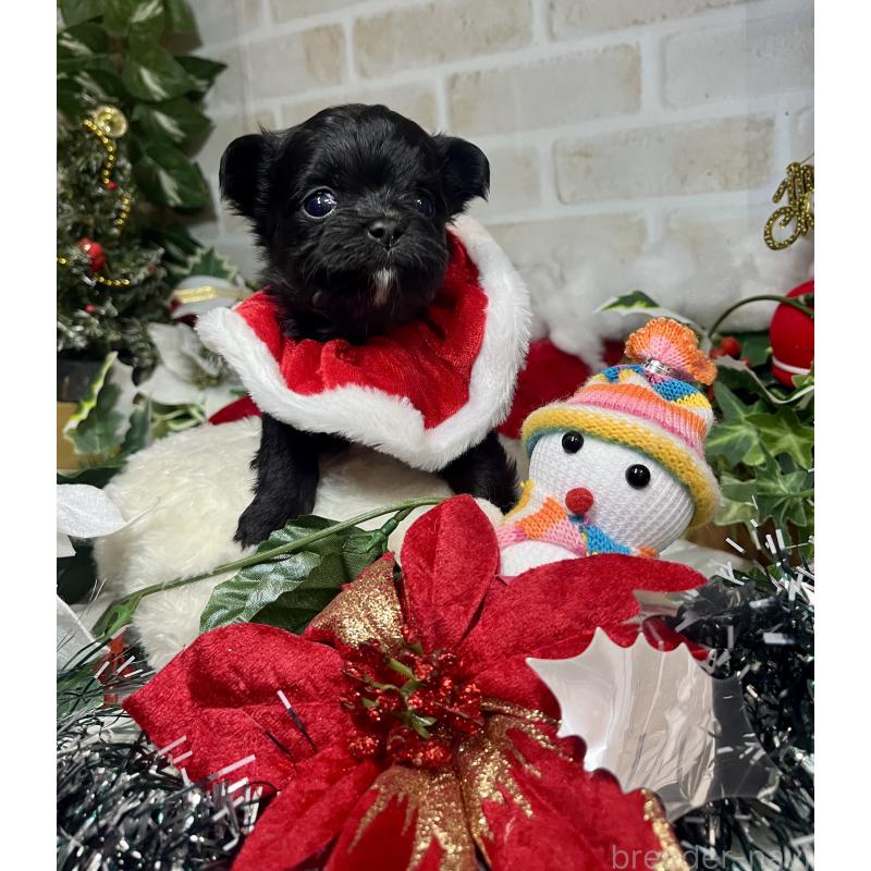 成約済の愛知県のチワマル:チワワ×マルチーズ-425834の7枚目