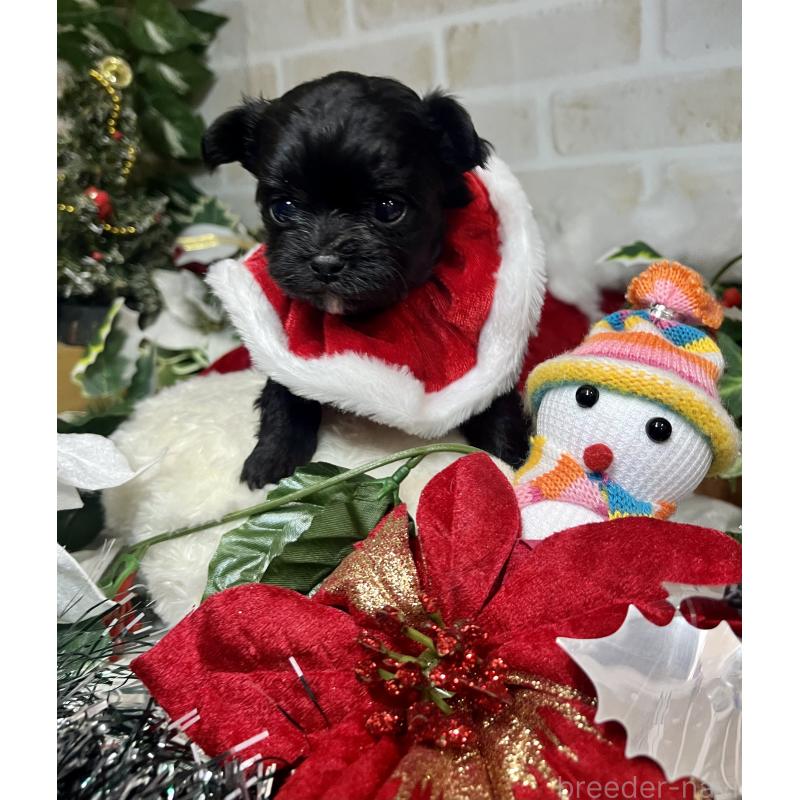 成約済の愛知県のチワマル:チワワ×マルチーズ-425834の6枚目