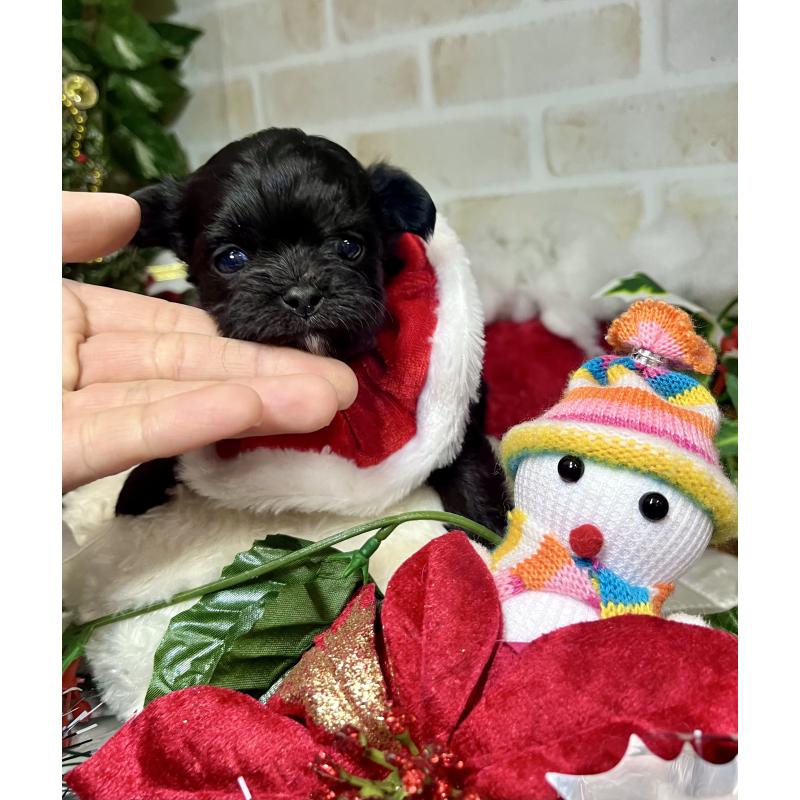 成約済の愛知県のチワマル:チワワ×マルチーズ-425834の5枚目